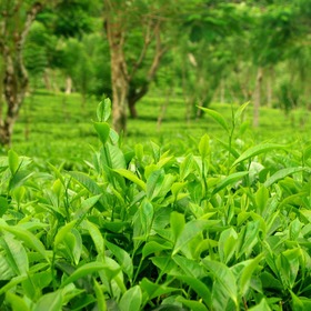 RGC-Enterprises-Tea-product-sector