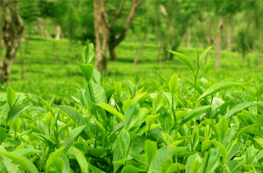 RGC Enterprises-plantation-expertise_