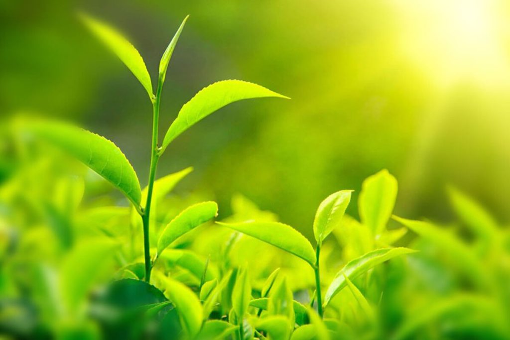 rgc enterprises tea produtions